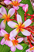 Flower Patterns Collection Set 06 Photograph by Az Jackson