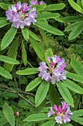 Flowering Rhododendron Photograph by Jeff Foott