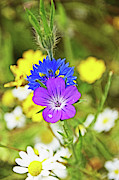 Flowers In The Meadow. Photograph by Lachlan Main