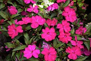 Flowers Photograph by Robert Grac