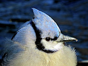 Fluffy Blue Jay Close Up with Icy Beak Photograph by Linda Stern Fluffy Blue Jay Close Up with Icy Beak Photograph by Linda Stern