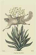 Flying Squirrel Painting by Mark Catesby