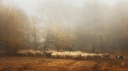 Foggy Memory From The Past Photograph by Saskia Dingemans