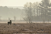 Foggy Winter Morning Photograph by Brook Burling