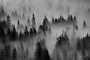 Foggy Yosemite II Photograph by Jon Glaser