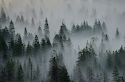 Foggy Yosemite Photograph by Jon Glaser