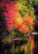 Foliage over Forge Pond Photograph by Anita Pollak