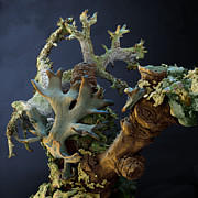Foliose Lichen Photograph by Meckes/ottawa