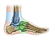 Foot Anatomy Photograph by Science Photo Library