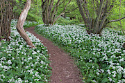 Footpath Through Deciduous Woodland, North Somerset, Uk Photograph by Michael Hutchinson / Naturepl.com Footpath Through Deciduous Woodland, North Somerset, Uk Photograph by Michael Hutchinson / Naturepl.com