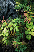 Forest Floor in Early Autumn Photograph by Tim Newton