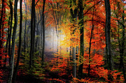 Forest Light Photograph by Philippe Sainte-Laudy Forest Light Photograph by Philippe Sainte-Laudy