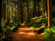 Forest Tranquility Photograph by Mountain Dreams