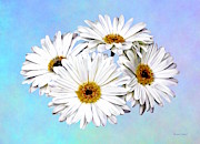 Four White Daisies Photograph by Susan Savad Four White Daisies Photograph by Susan Savad