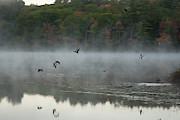 Fowl Takeoff at Lake Chocorua Photograph by Jeff Folger