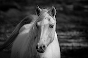Free and Wild Photograph by Pete Federico