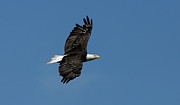 Freedom Flies Photograph by Ronnie And Frances Howard