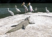 Freshwater Crocodile Basking Photograph by Science Photo Library