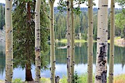 Freshwater Lake Through the Aspens Photograph by Tammie J Jordan Freshwater Lake Through the Aspens Photograph by Tammie J Jordan