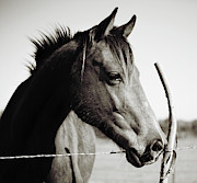 Friendly Face Photograph by Toni Hopper