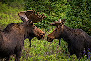 Friendship Photograph by Gary Kochel