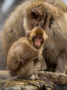 Frightened Little Monkey Photograph by Joanna W