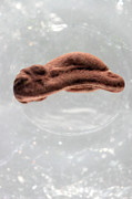 Frog Egg Development Photograph by Science Photo Library