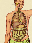 Front View of Man's Organs Drawing by CSA Images