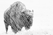 Frost Giant Photograph by Jim Garrison