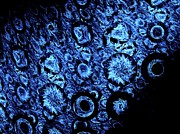 Frozen Crystals Photograph by Science Photo Library