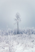 Frozen tree Photograph by Toni Heikkinen