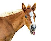 Funny Baby Horse Sticking Tongue Out Photograph by Good Focused