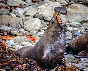 Fur seal at Cape Foulwind, New Zealand Photograph by Lyl Dil Creations