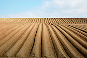 Furrows Photograph by Nicholas Blackwell