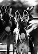 Fuzzy Eared Burro Photograph by Carien Schippers