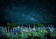 Galactic Bluebonnets Photograph by David Morefield Galactic Bluebonnets Photograph by David Morefield