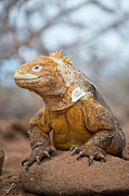 Galapagos Land Iguana Photograph by Tui De Roy