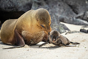 Galapagos Sea Lion Female Carrying Newborn Pup To Water To Photograph by Tui De Roy / Naturepl.com