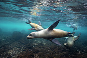 Galapagos Sea Lions Swimming Photograph by Suzi Eszterhas Galapagos Sea Lions Swimming Photograph by Suzi Eszterhas