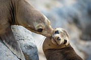 Galapagos Sealion Nuzzling Her Pup Photograph by Tui De Roy Galapagos Sealion Nuzzling Her Pup Photograph by Tui De Roy