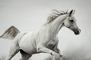 Galloping White Horse Photograph by Dimitar Hristov