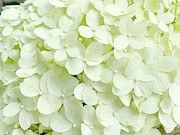 Garden  Hydrangea Bloom Photograph by Carol Riddle
