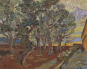 Garden of the Asylum. Painting by Vincent van Gogh -1853-1890- Garden of the Asylum. Painting by Vincent van Gogh -1853-1890-