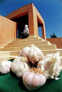 Garlic Bulbs Photograph by Science Photo Library