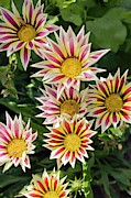 Gazania 'sunrise Mixed' Photograph by Science Photo Library