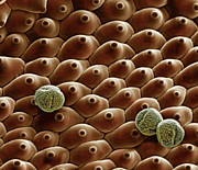 Geranium Flower Petal With Pollen Photograph by Science Photo Library