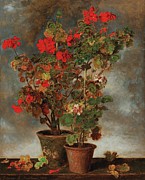 Geraniums Painting by Johann Baptist Reiter