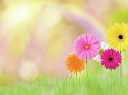 Gerbera Daisies In A Field With Rainbow Photograph by Liliboas