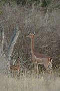 Gerenuk, Wallers Gazelle, Litocranius Photograph by Sarah Darnell