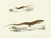 Gerrhosaurus Flavigularis Painting by Sir Andrew Smith